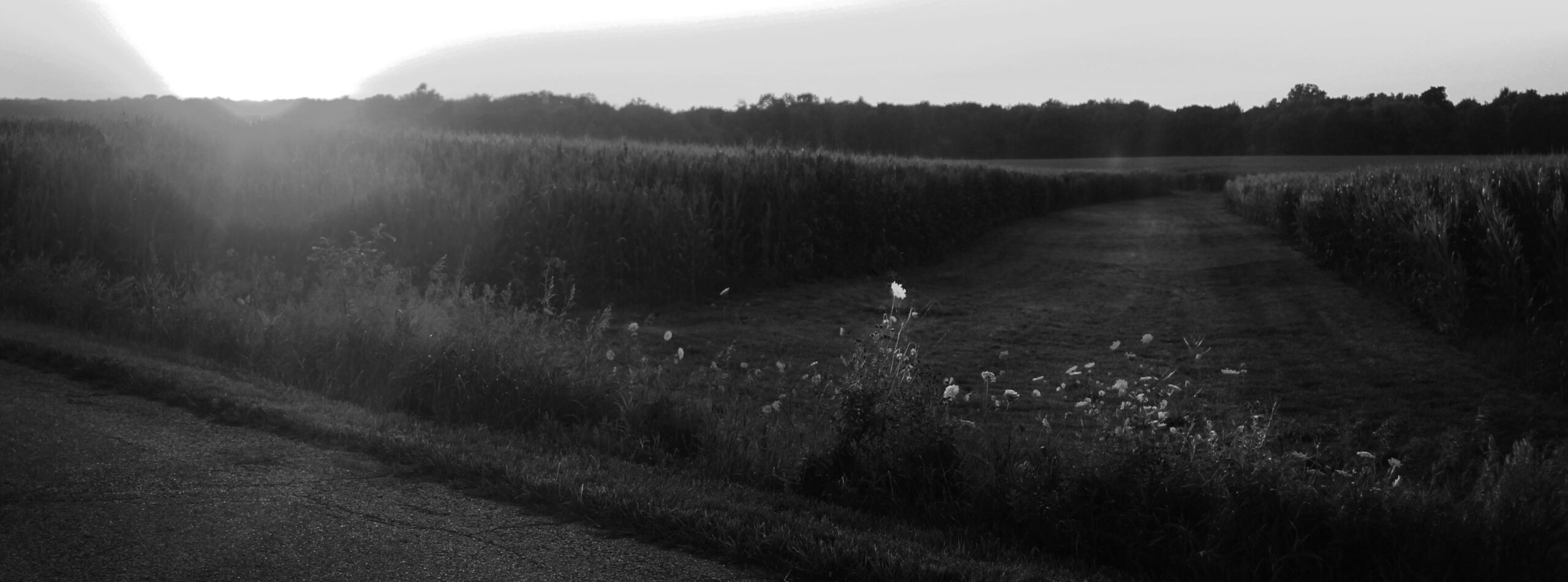 black and white photograph of a corn field in indiana