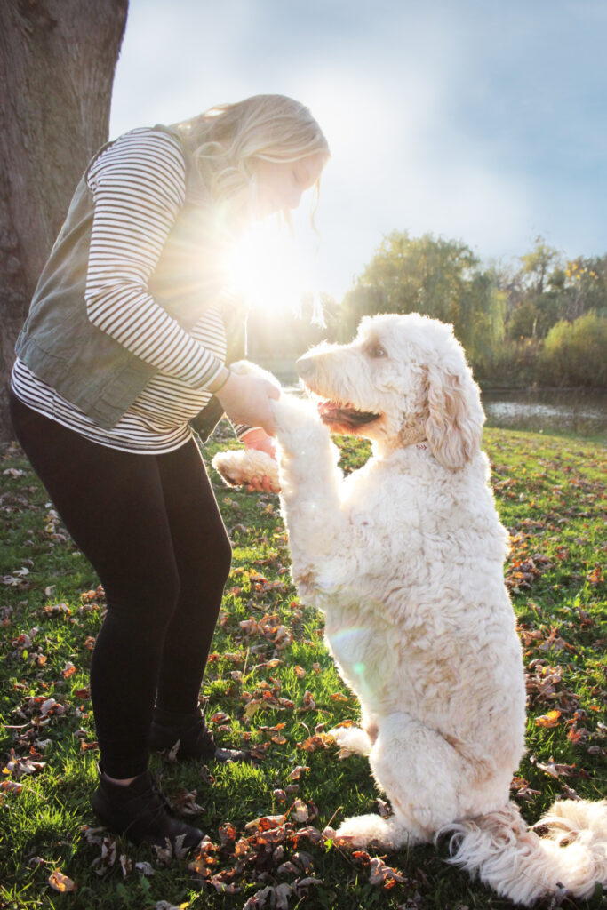 Pregnant wife holds paws of giant golden-doodle