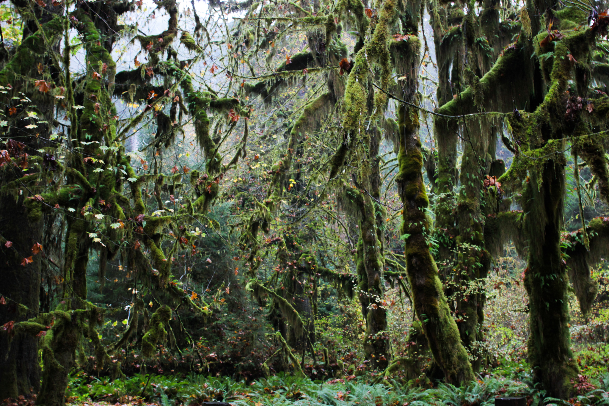 Hoh Rainforest moss in Washington