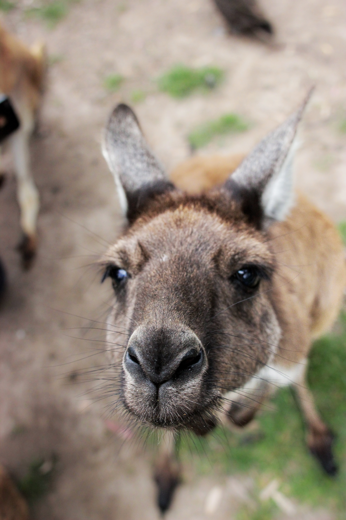 Hungry kangaroo poses for camera