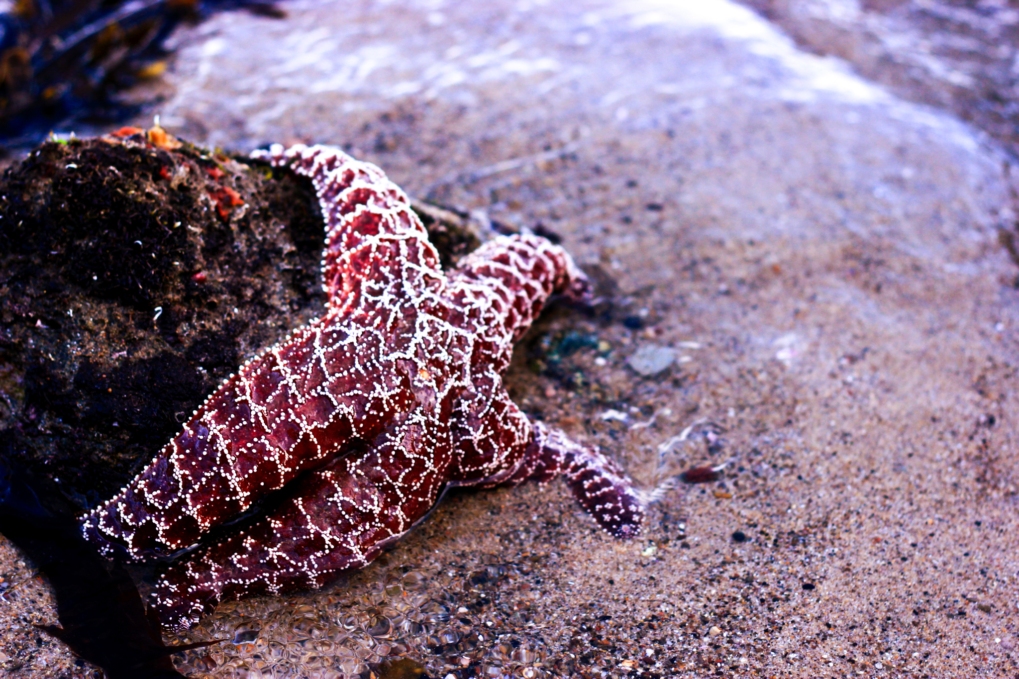 A starfish holding onto a rock on the beach in southern California