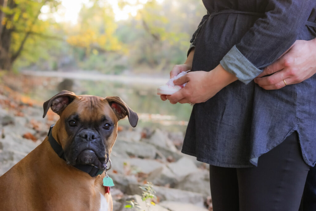 boxer dog in maternity photoshoot looks surprised about baby shoes