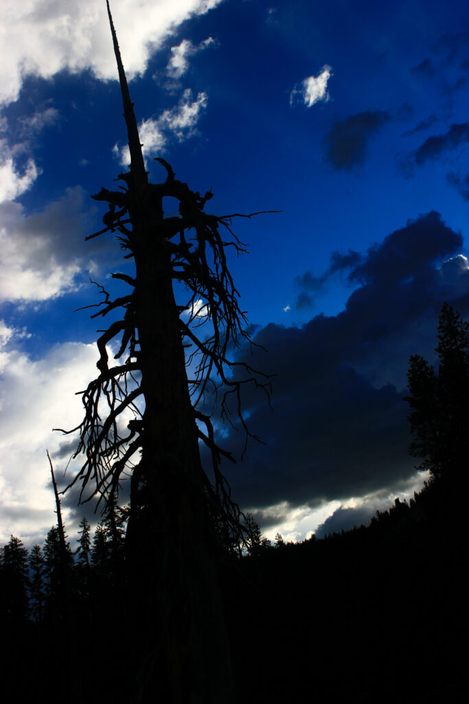 Silhouette of dead tree in Ansel Adams Wilderness at dusk