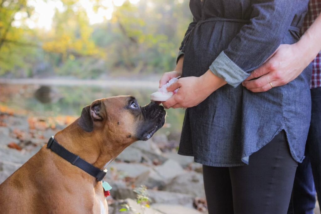 boxer dog in maternity photoshoot sniffs baby shoes