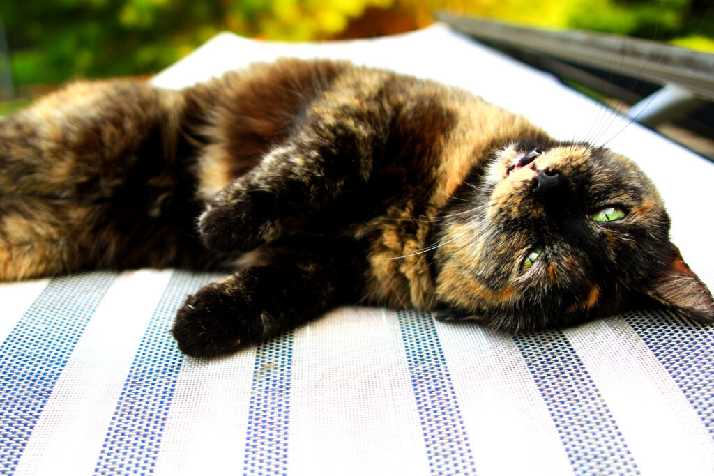 torti cat lying on lounge chair