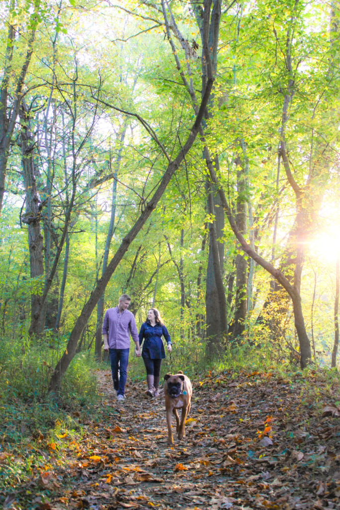 couple in maternity photo walk down a wooded pathway on leaves holding hands with their boxer dog in front