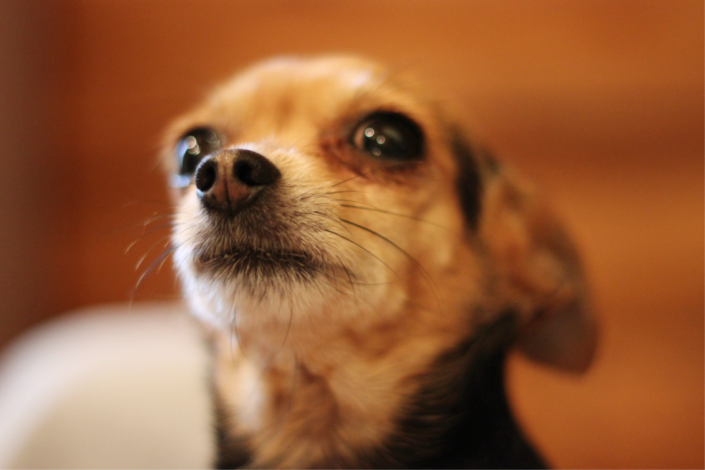 chihuahua mix looking at the camera with watery eyes